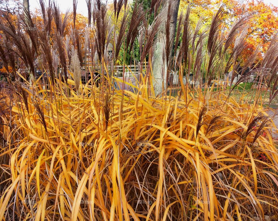 Golden bush