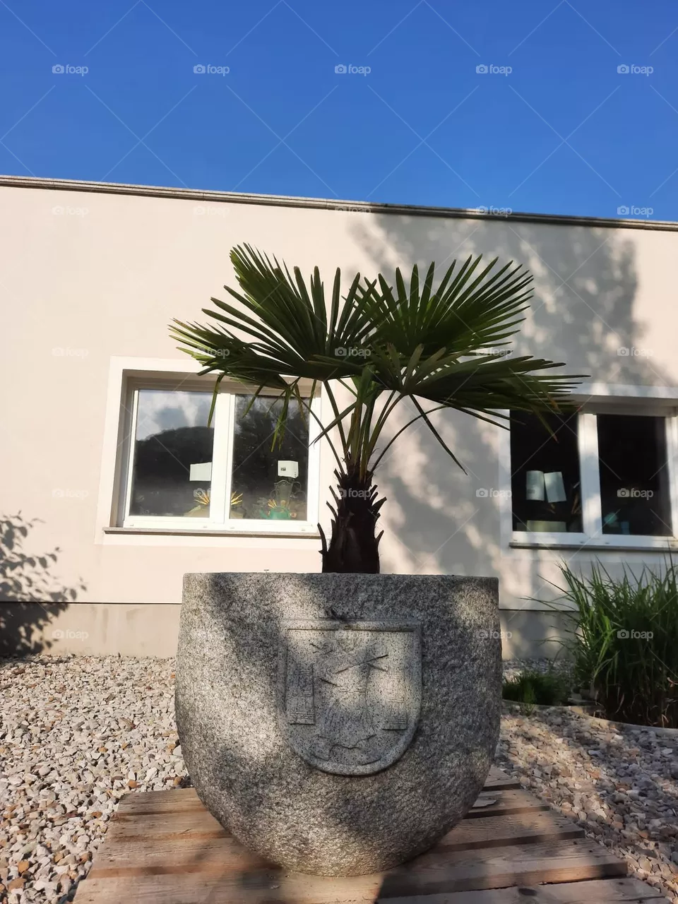 Palme 