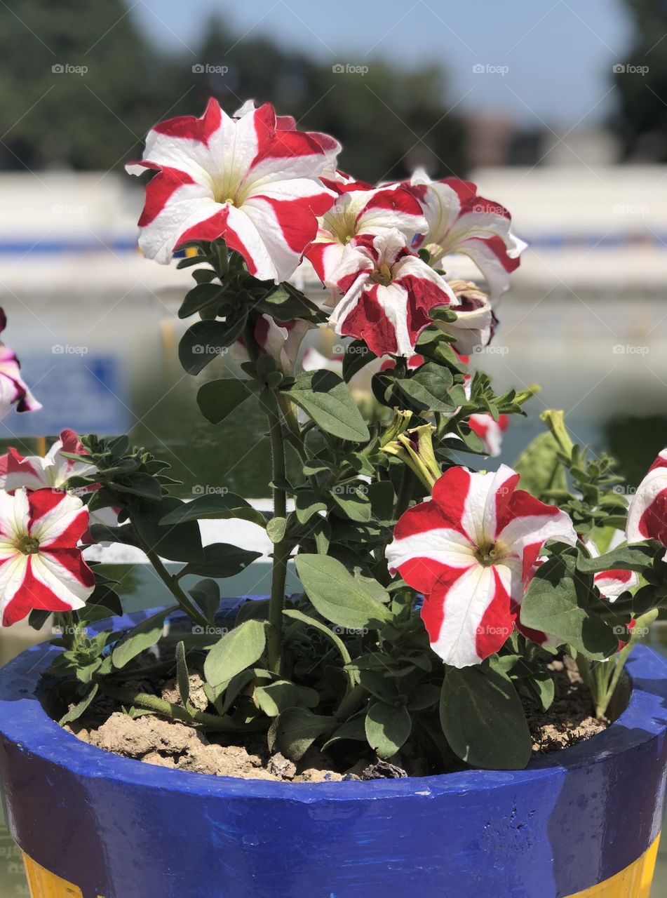 White and red colour flower in a pot