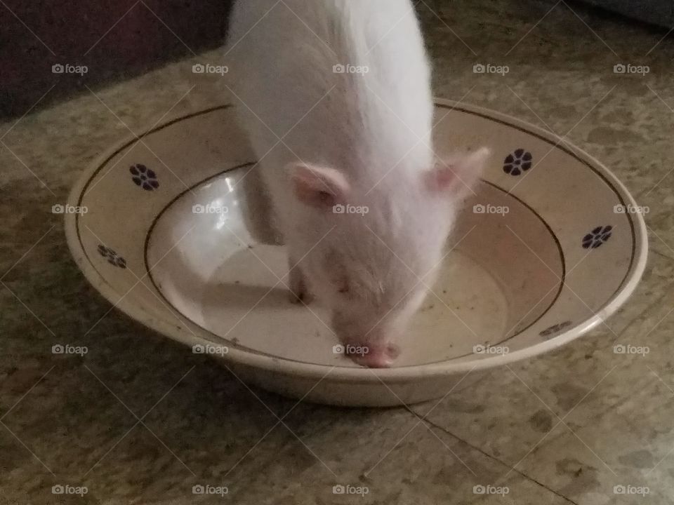 pig in a bowl
