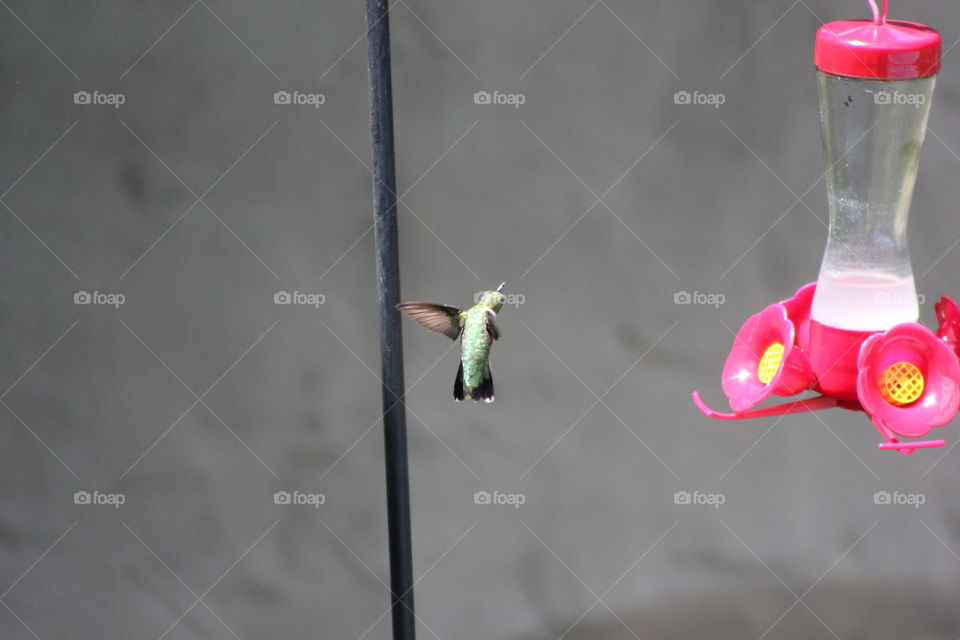 backfill hummingbird . back flip for dinner