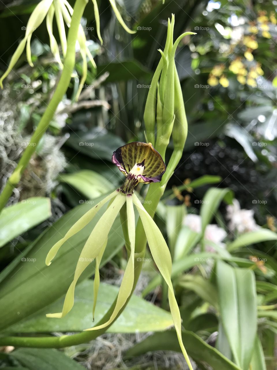 Unique orchids 