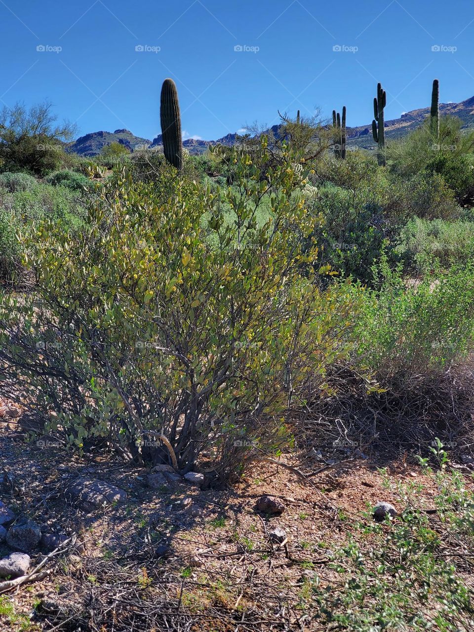 Saguaro Cactus Towering in the Desert