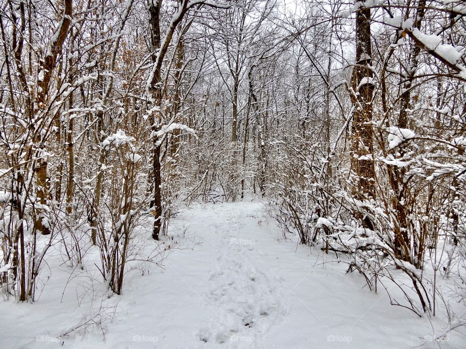 Snowy hiking trail in the woods after a snow in Indiana on a winter day walking in the park 