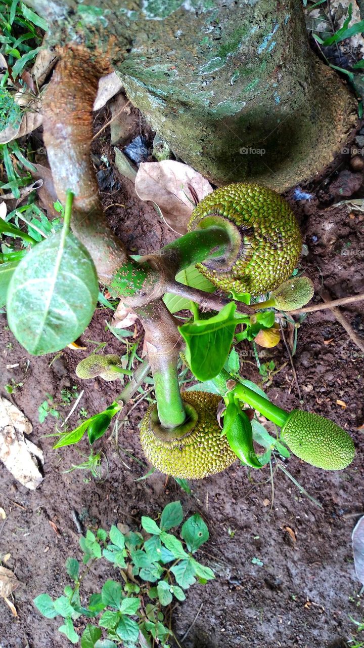 Jackfruit fruit bearing fruit close to the ground