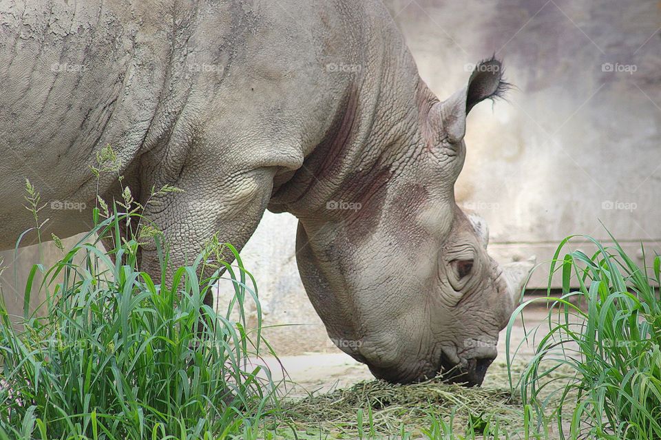 Grazing Rhino