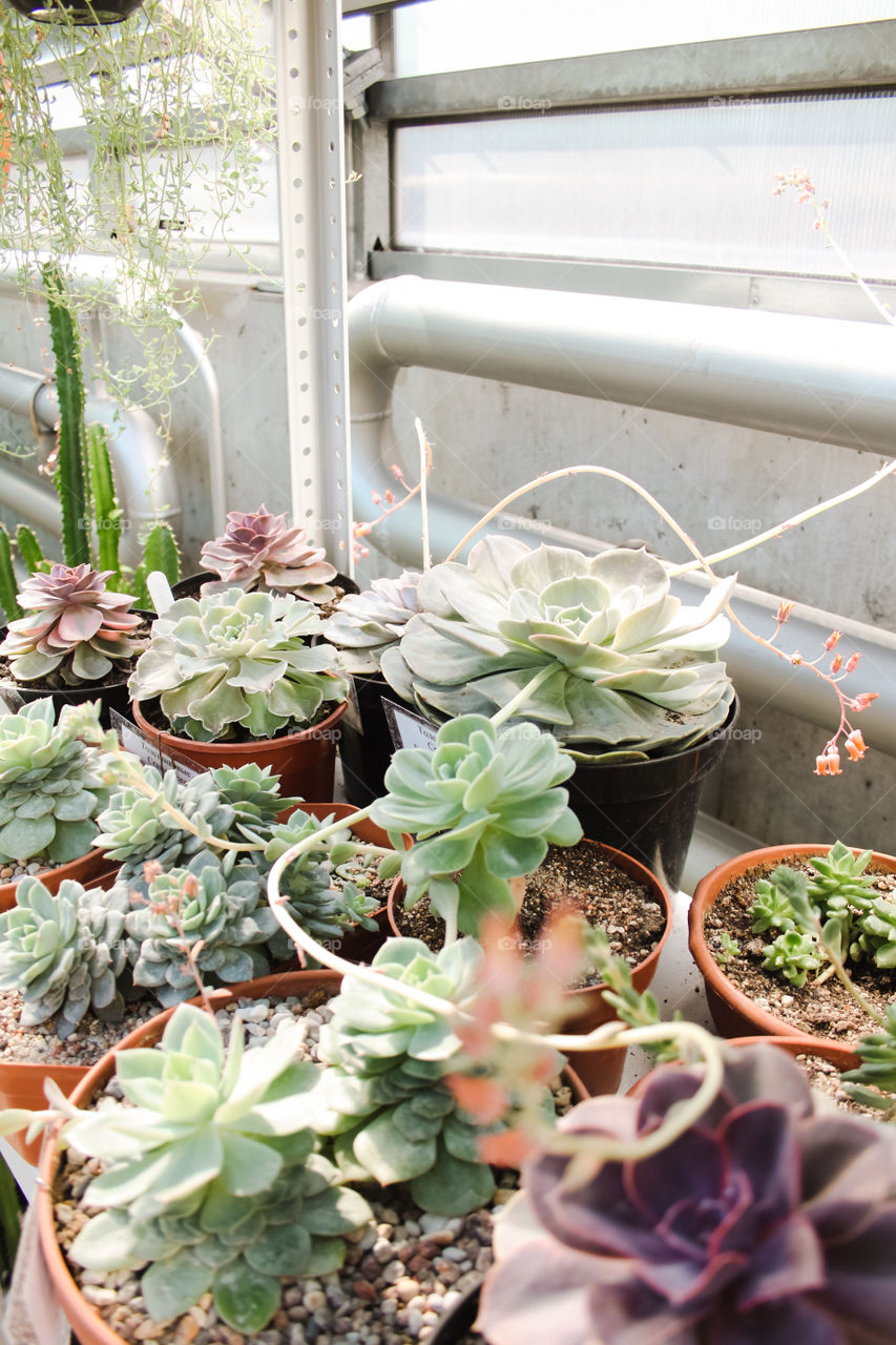 A collection of colourful echeverias grown in a green house 