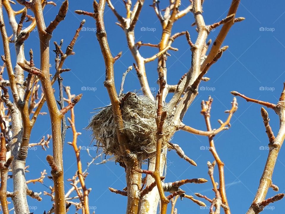 Low angle view of bird nest