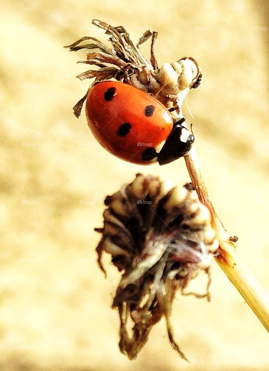 red black summer bug by hannahdagogo