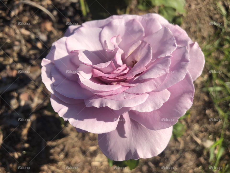 Purple rose