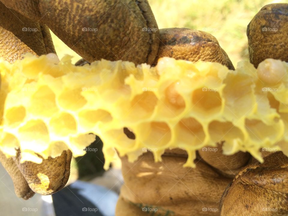 Brood Comb and Larva