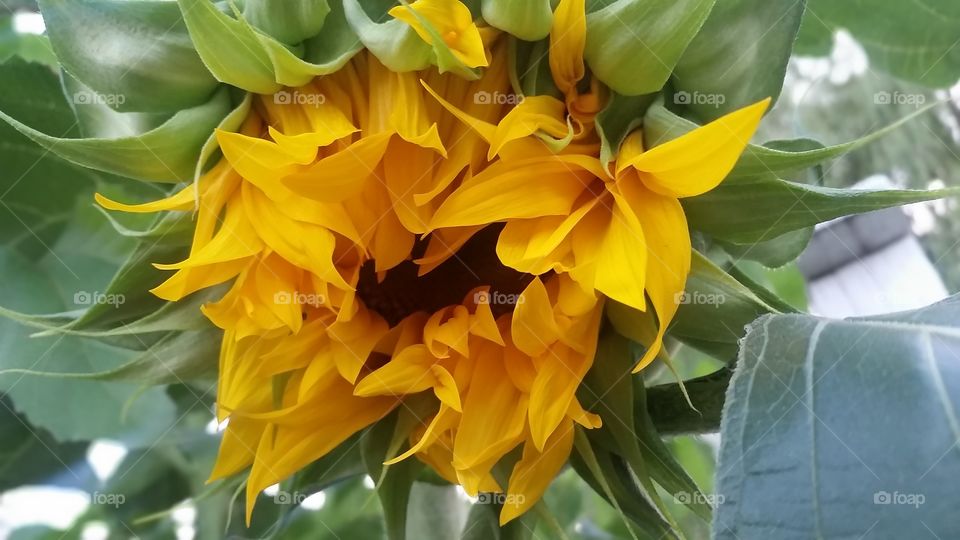 growing sunflower