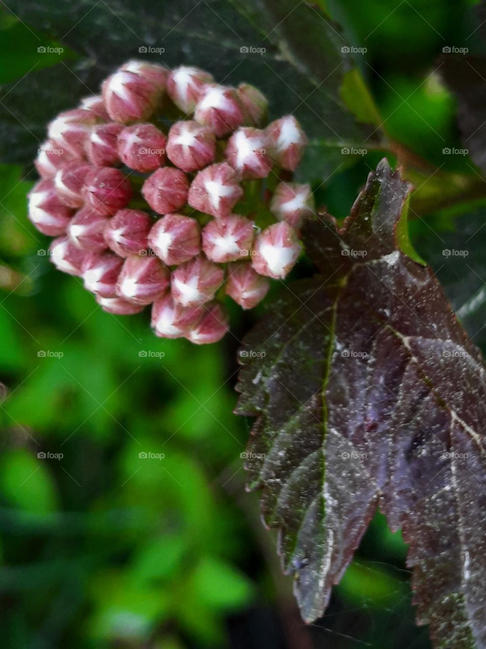 budding flowers of physocarpus