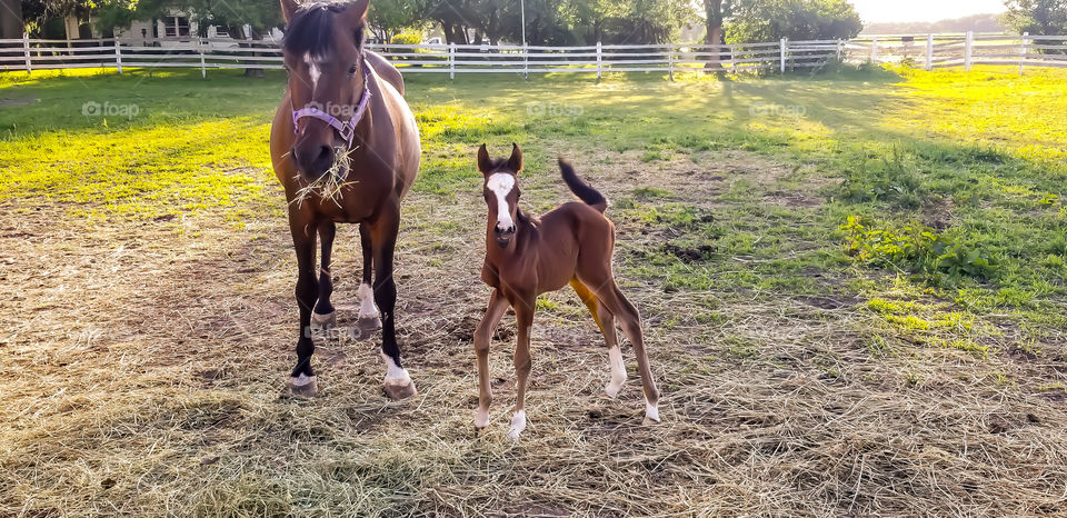 mama and baby horses