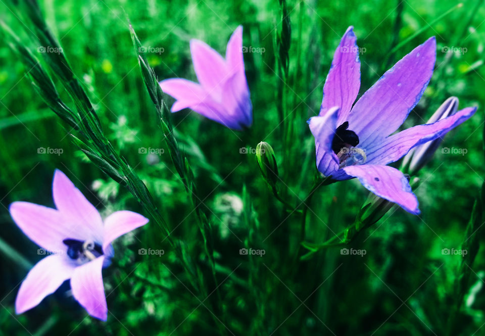 Vivid purple flowers in green grass