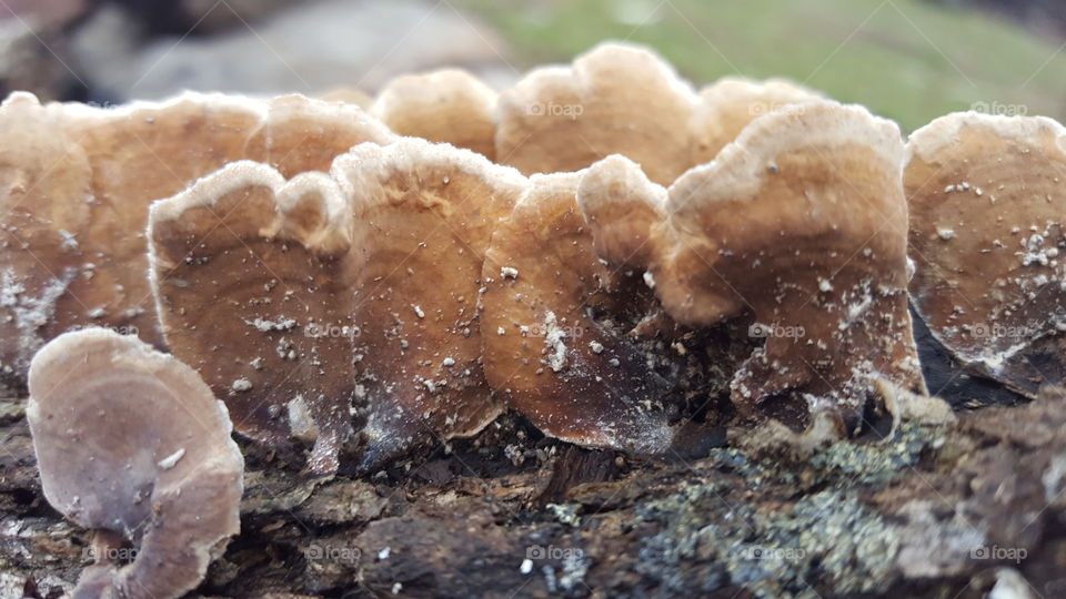 fungus on a log
