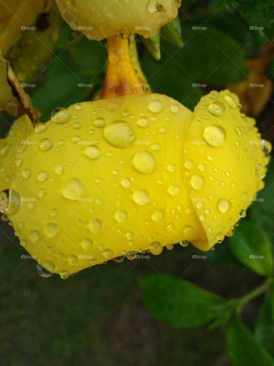 yellow flower in garden