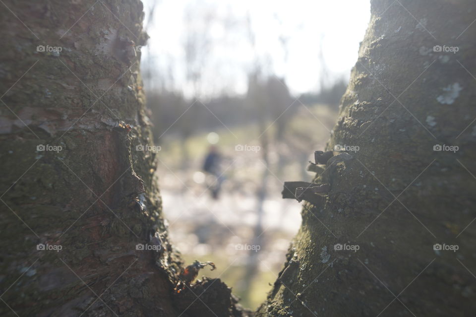 in the foreground a tree. in the background the outline of a cyclist