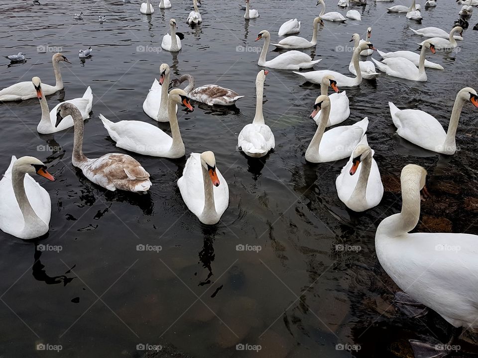 beauty swans