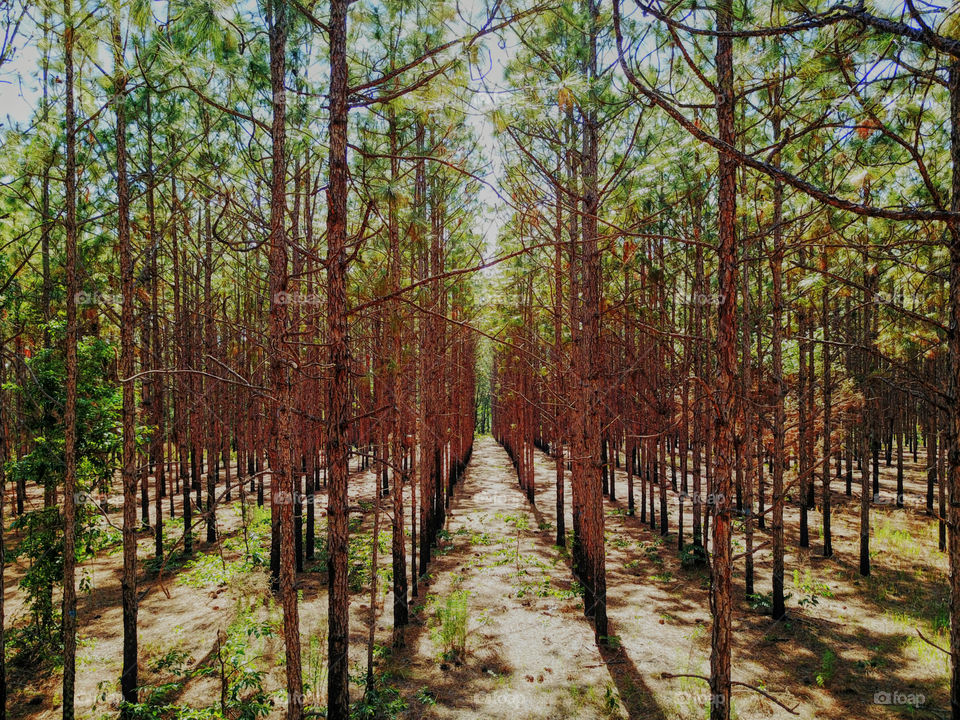 Symmetric view of reforestation green pine in brown forest
