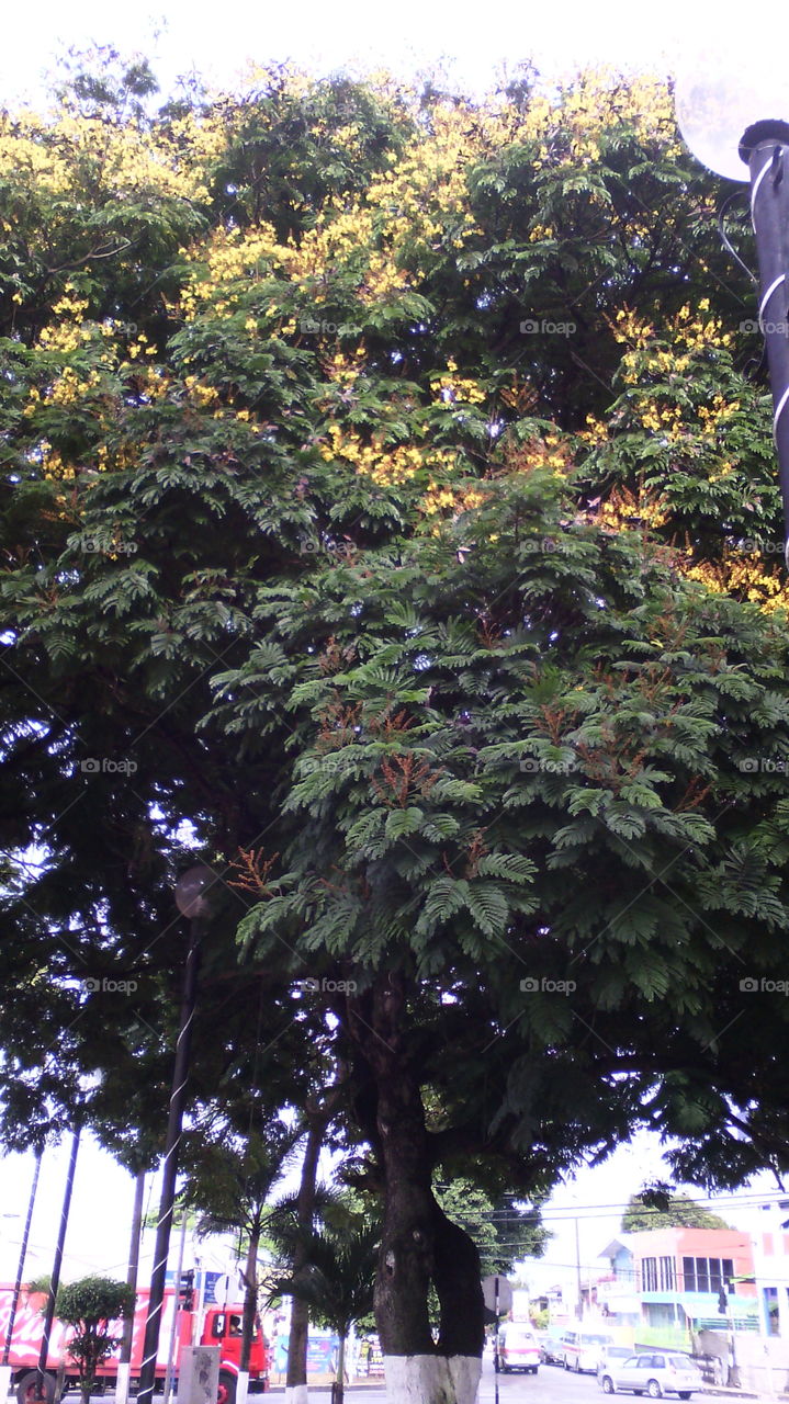 yellow blossoms