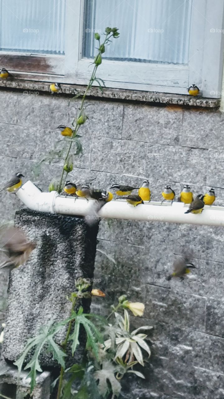 Pássaros tomando água.