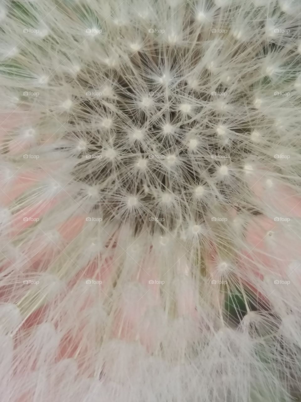 The love of dandelion
