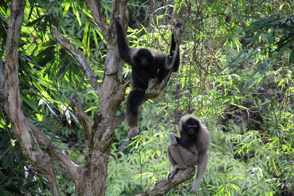 Gibbons