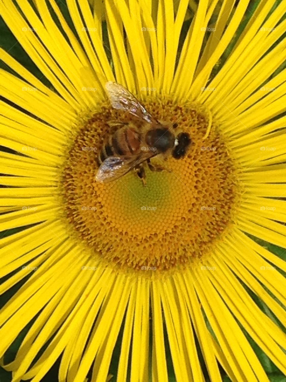 Bee and yellow flower