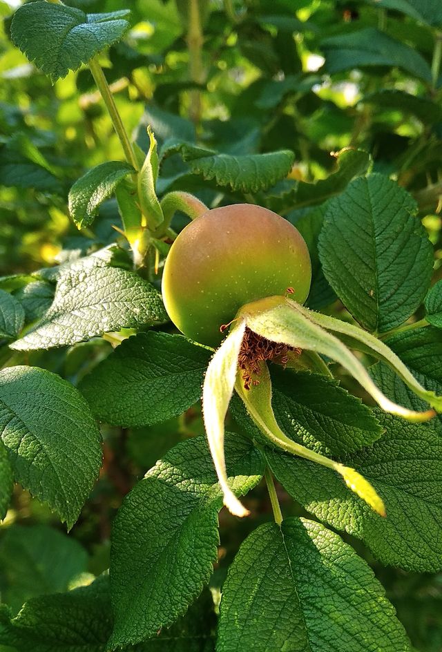 Unripe fruit of wild rose in green leaves