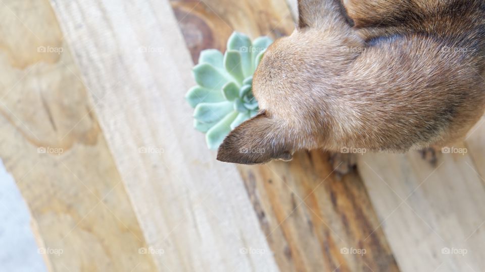 Puppy smelling succulent plant