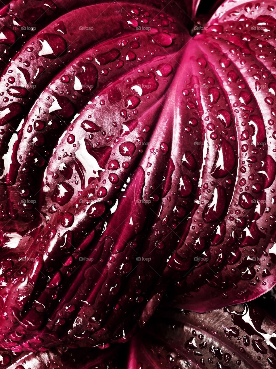 Wet red leaves 