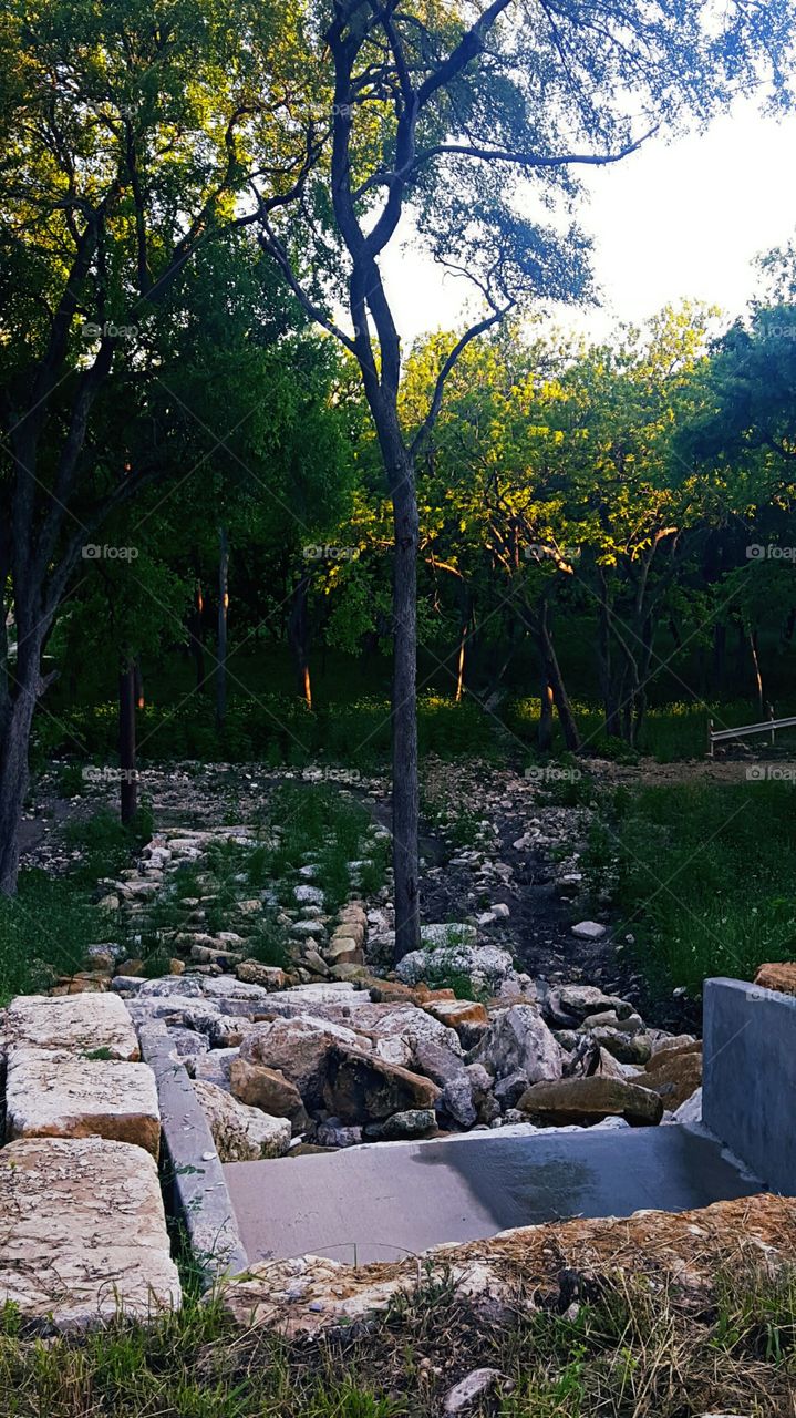 Stone path with tree