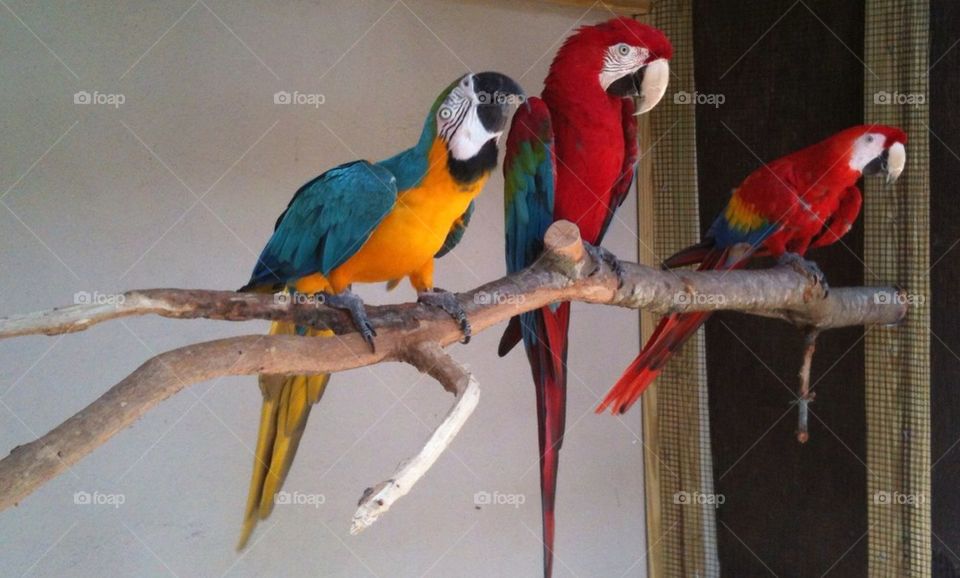 Parrot pose