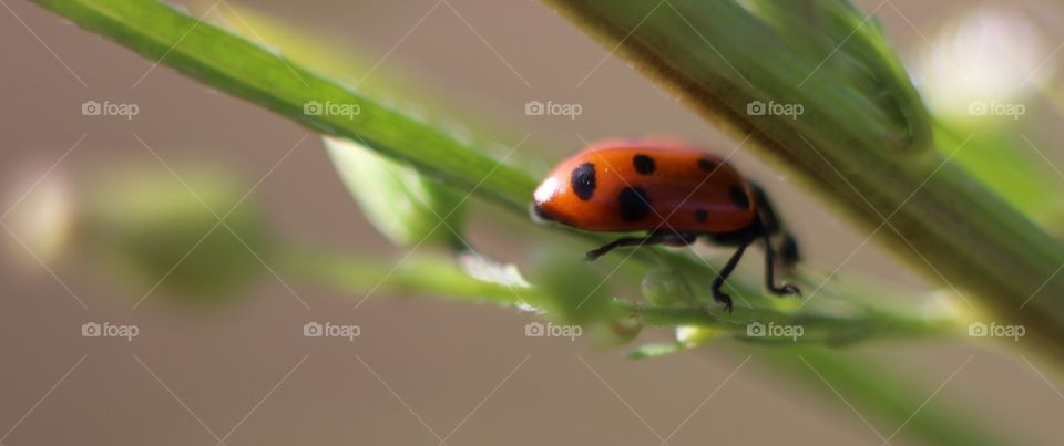 Lady miss bug