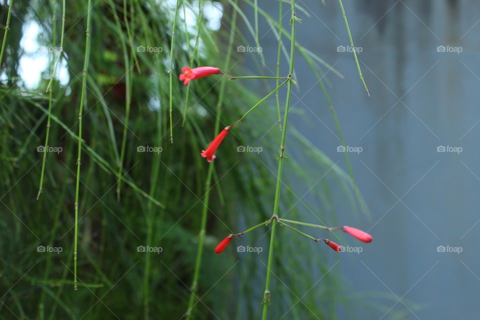 Flowers from My home Garden