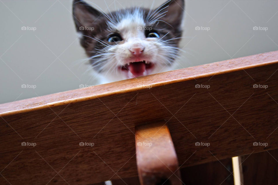 Kitten meowing