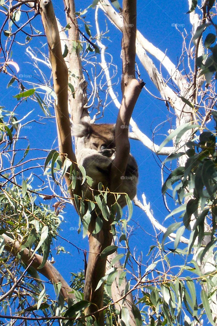 koala