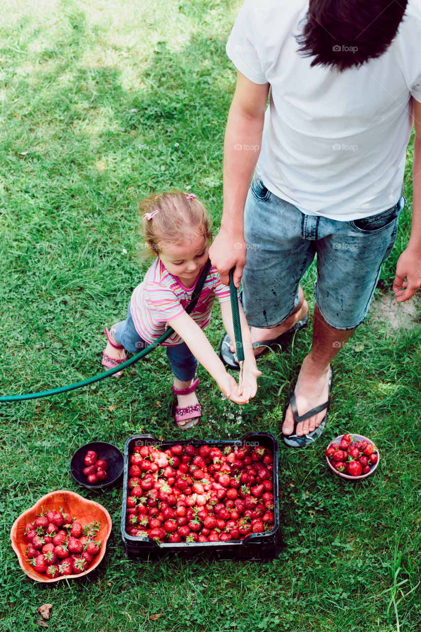 High angle view of daughter and father in strawberries farm