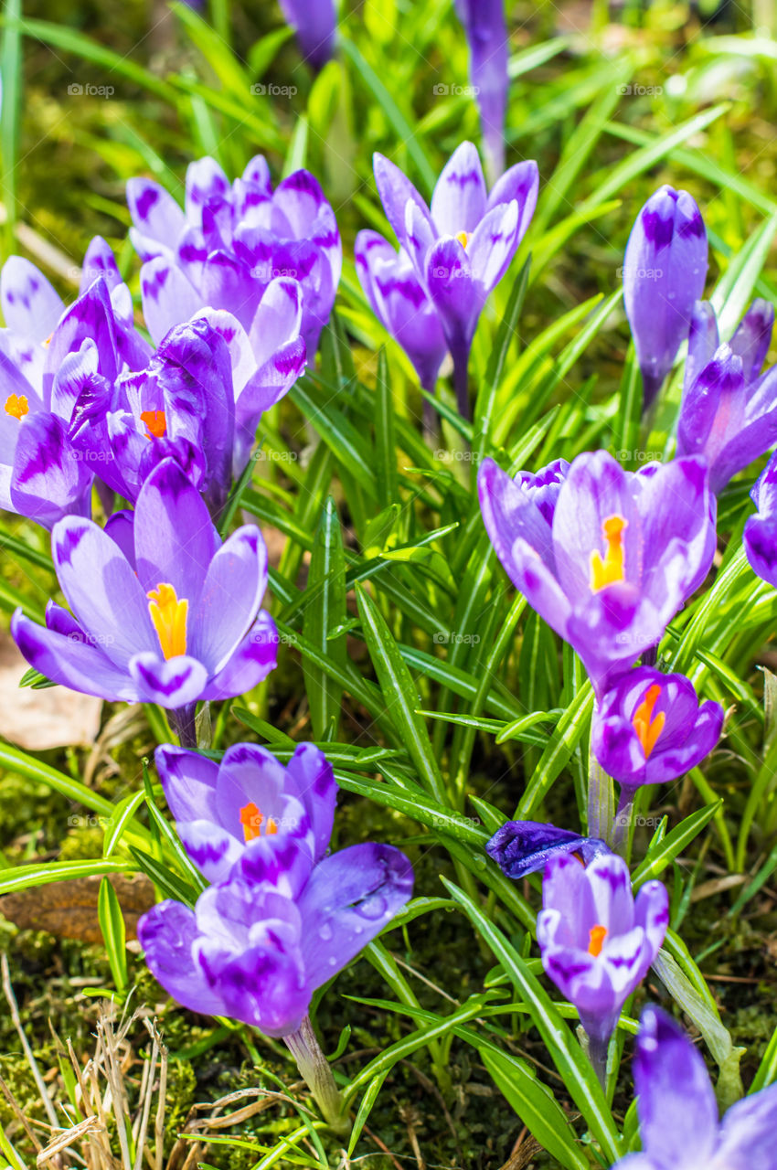 Close-up of purple flowers