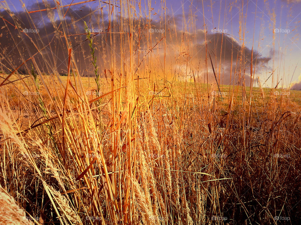 the golden hour. golden harvest