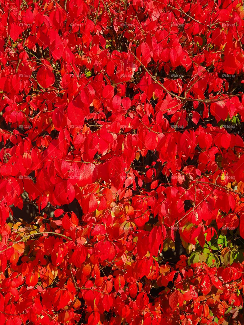 red Autumn bush