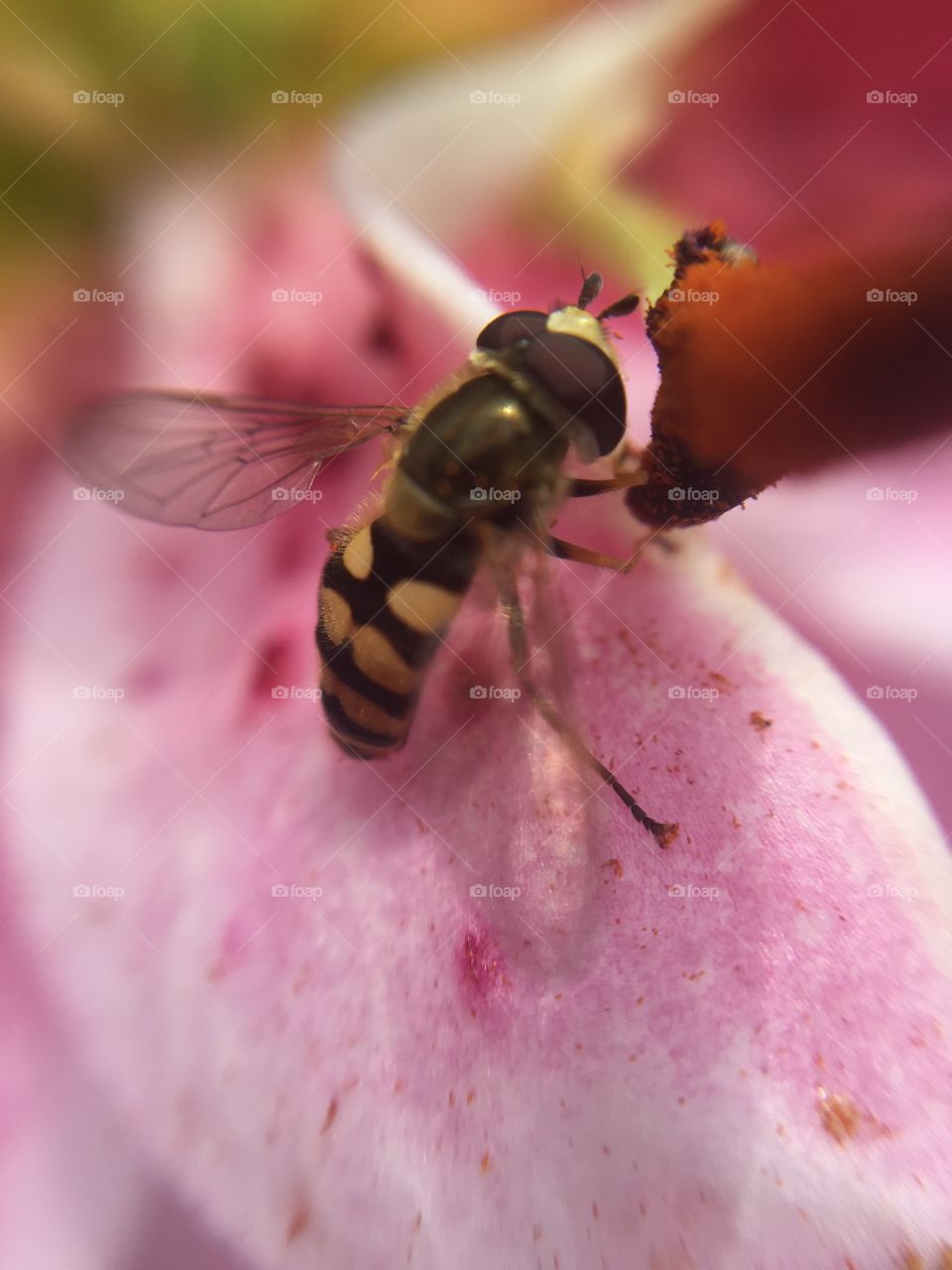 Ultra zoom hover fly 