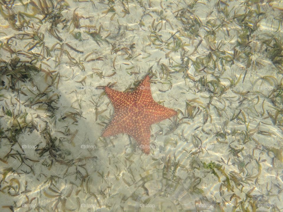 Starfish