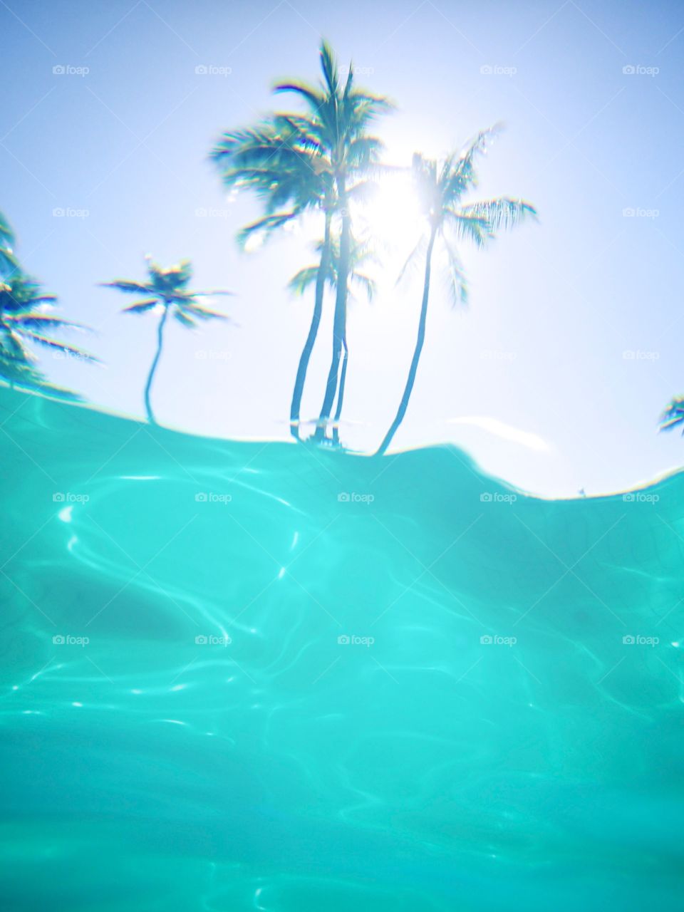 Looking up at Palm trees while underwater