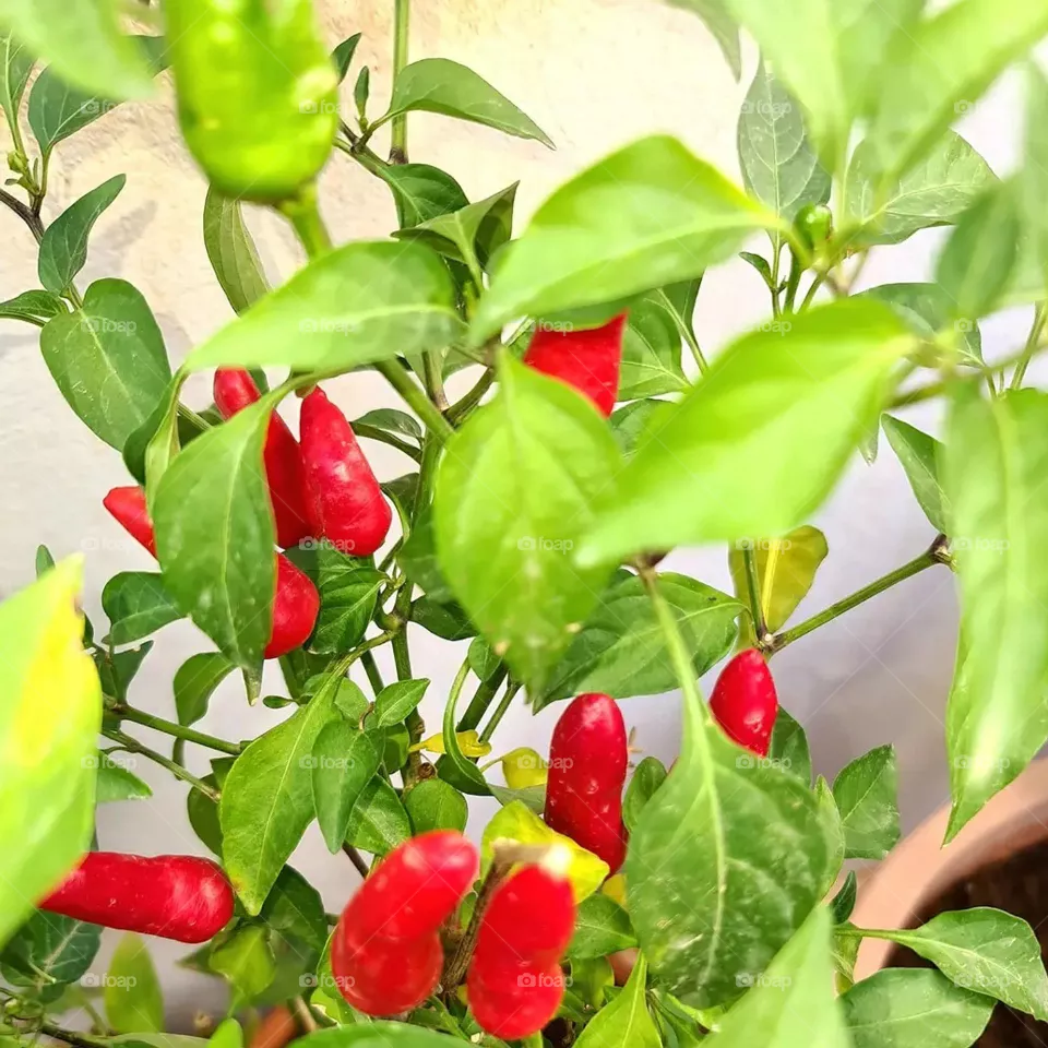 Green Vs Red