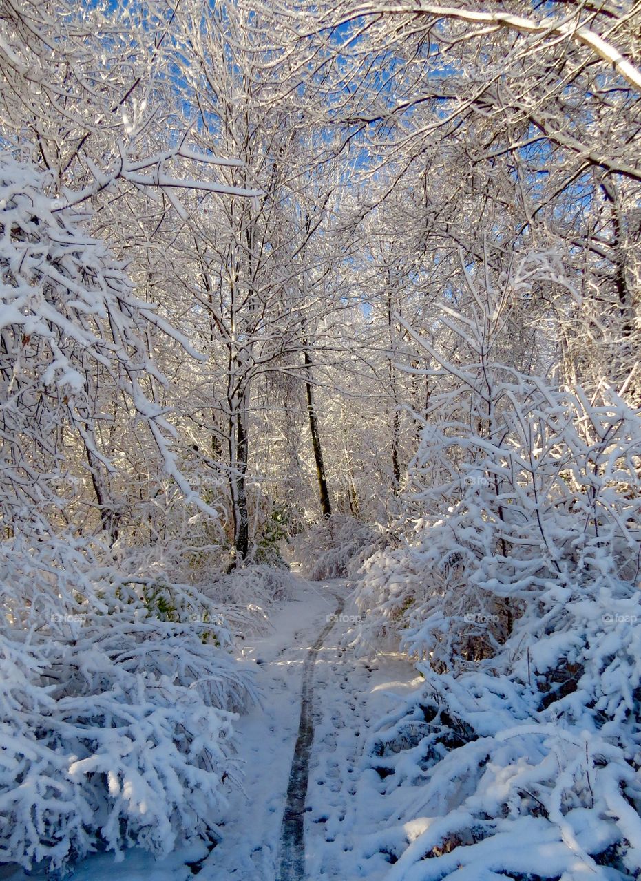 Winter wonderland in Michigan