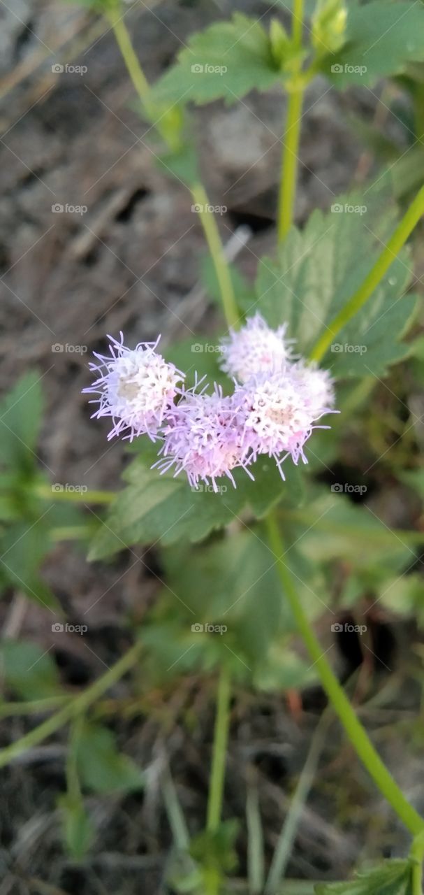 Ageratum conyzoides L. ; bandotan / babadotan, wedusan, dususan, balam grass or Billygoat-weed. Order: Asterales. Genus: Ageratum. (south borneo)