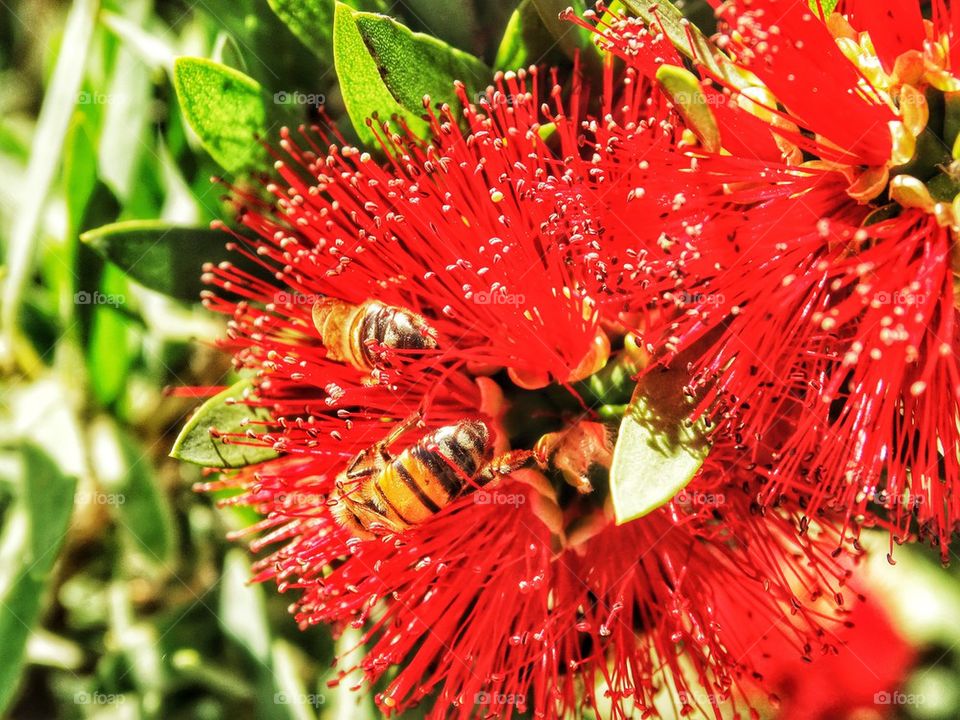 Bees Pollinating A Flower. Honeybee At Work