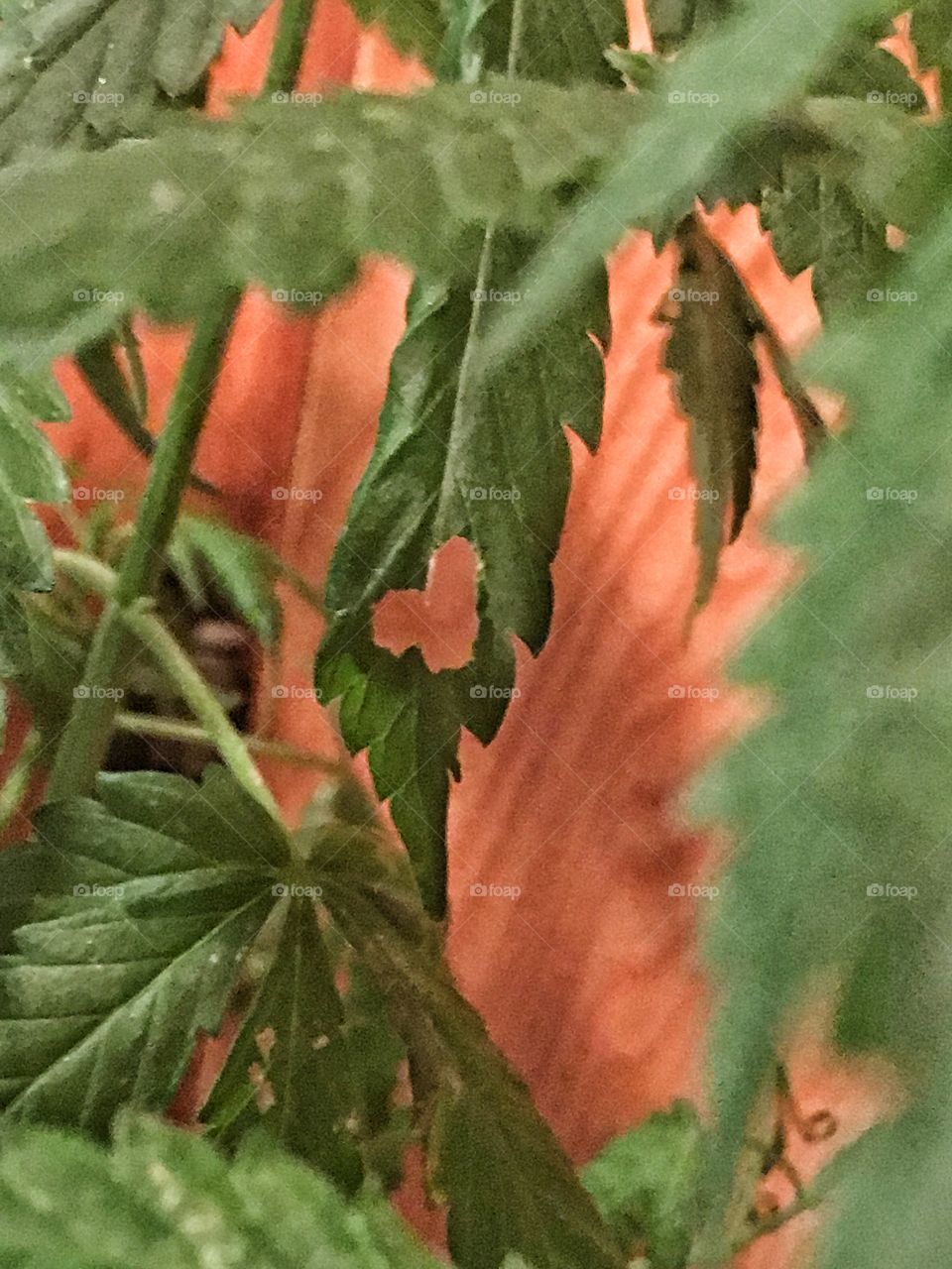 Heart in leaf